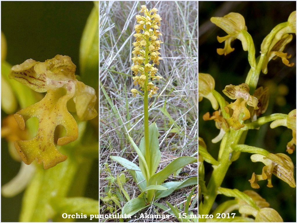 Cipro marzo 2017 : le orchidee di Venere.